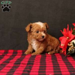 Gandolph, Maltipoo Puppy